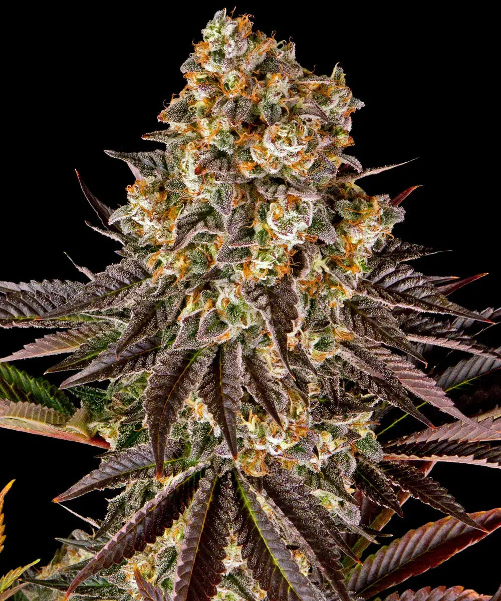 Fem | Gelato #45