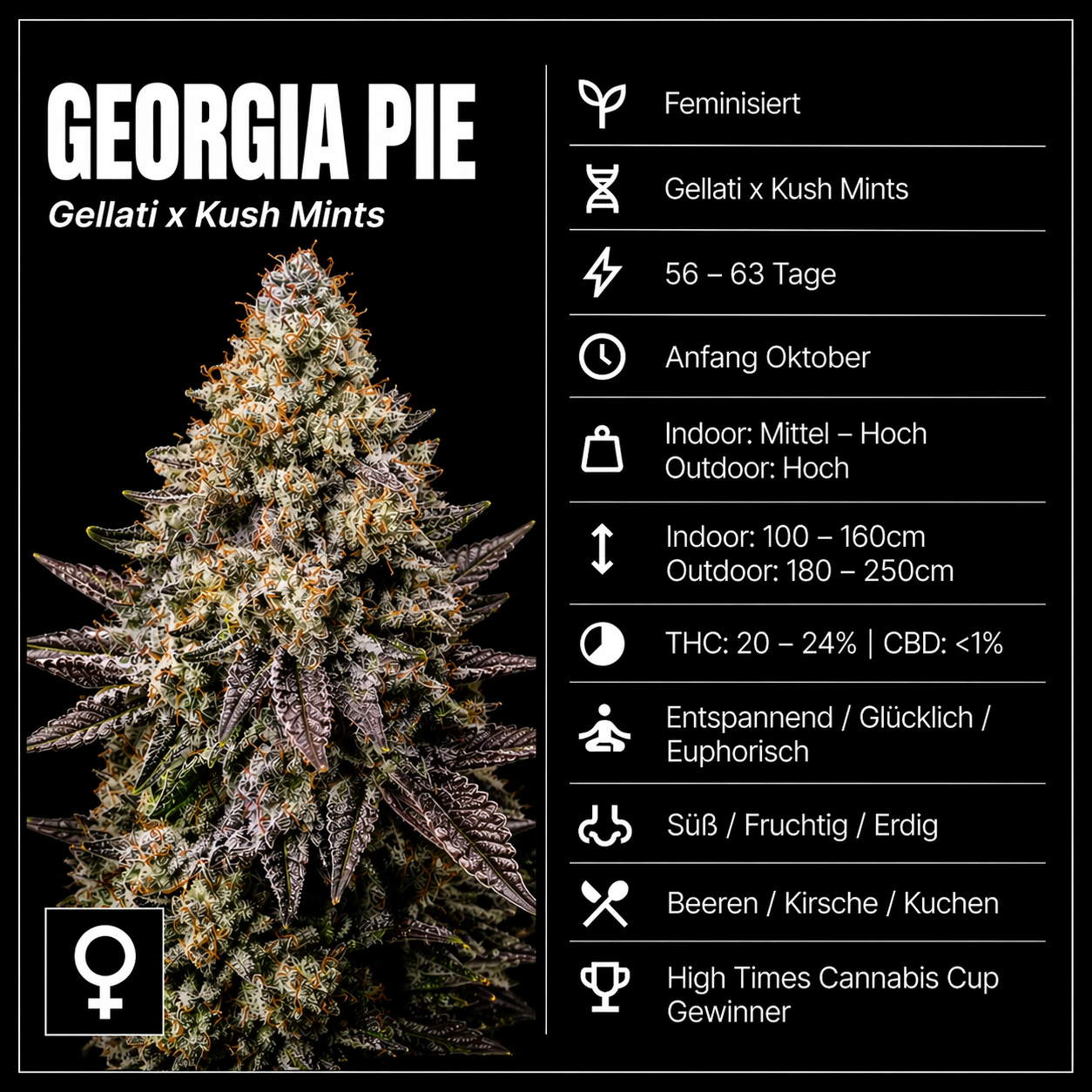 Fem | Georgia Pie