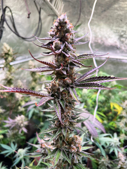 Steckling im Eazyplug