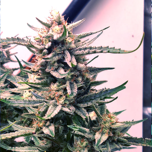 Auto |  Kame Hame Ha