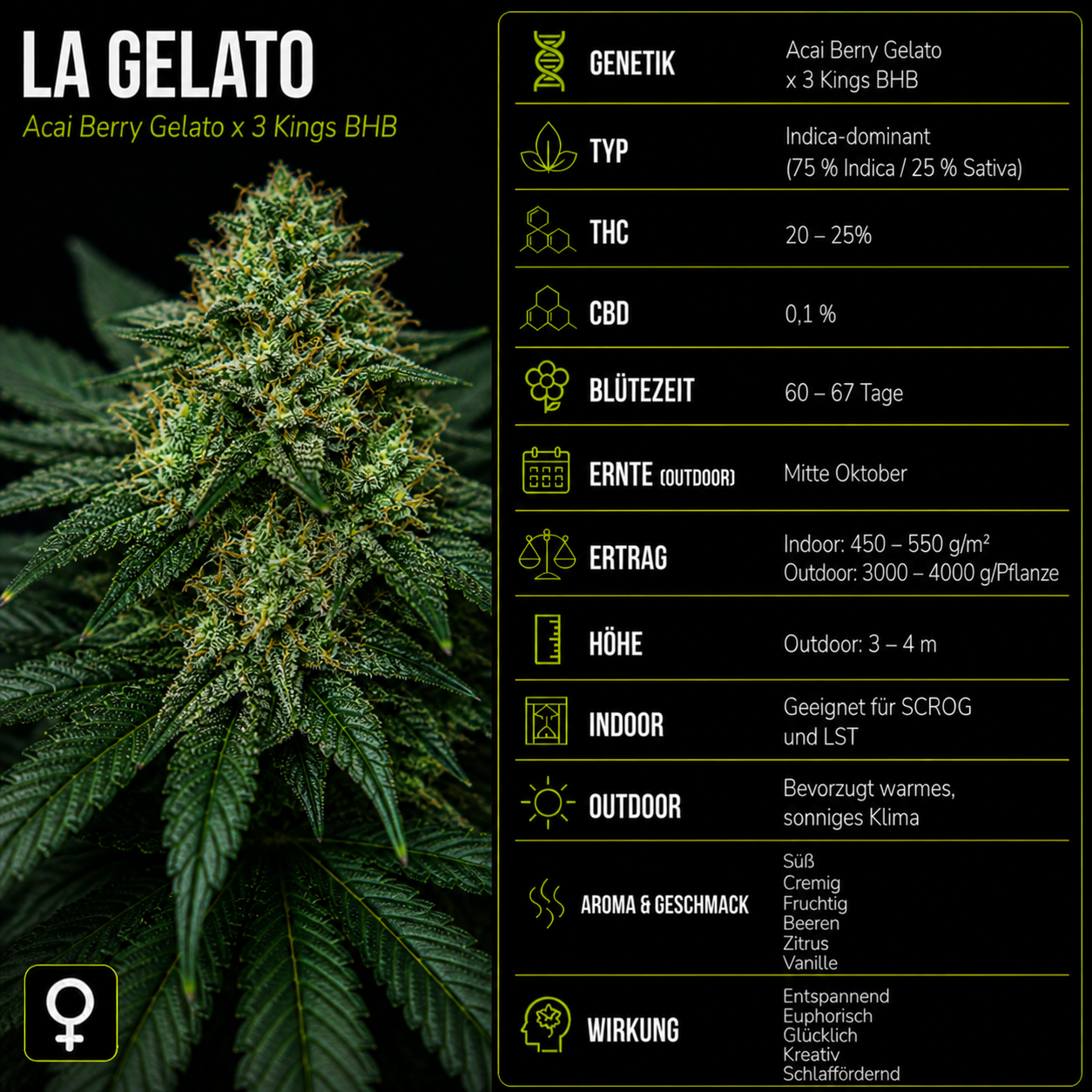 Fem | L.A. Gelato