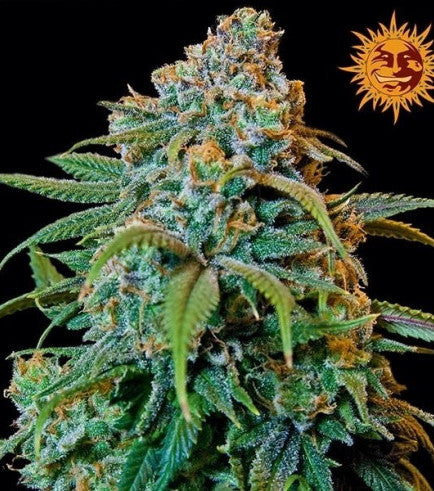 Fem | Liberty Haze