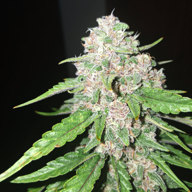 Auto |  Longbottom Haze