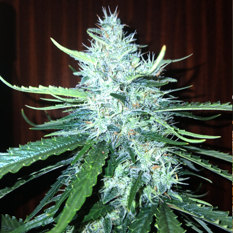 Auto |  Longbottom Haze