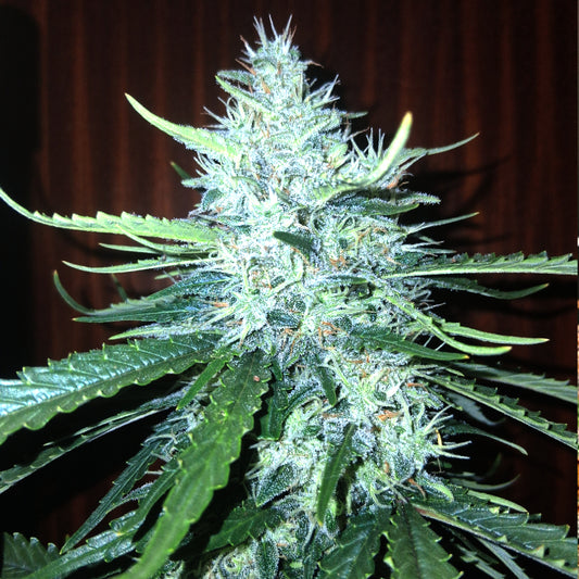 Auto |  Longbottom Haze