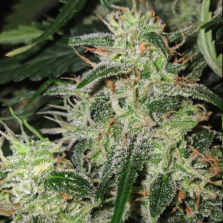 Auto |  Longbottom Haze