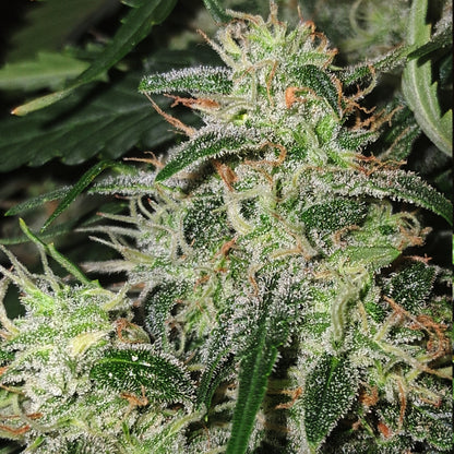 Automatic Longbottom Haze