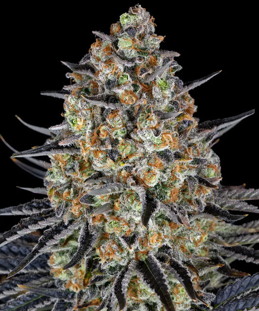 Fem | LSD