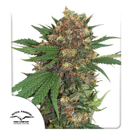 Fem | Blueberry