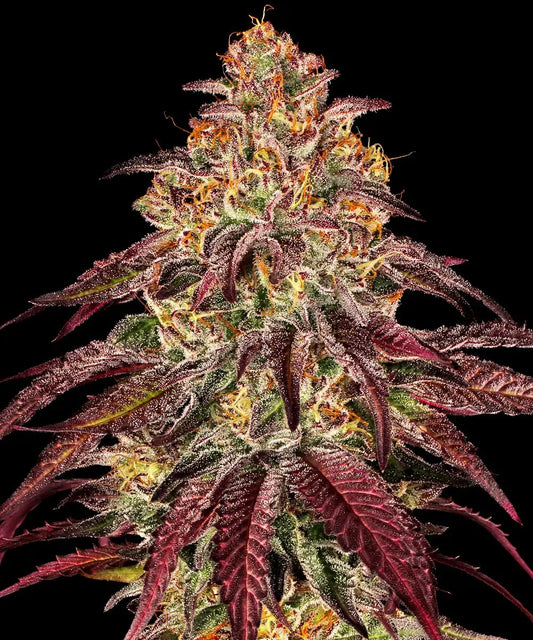 Autio | Mimosa x Orange Punch