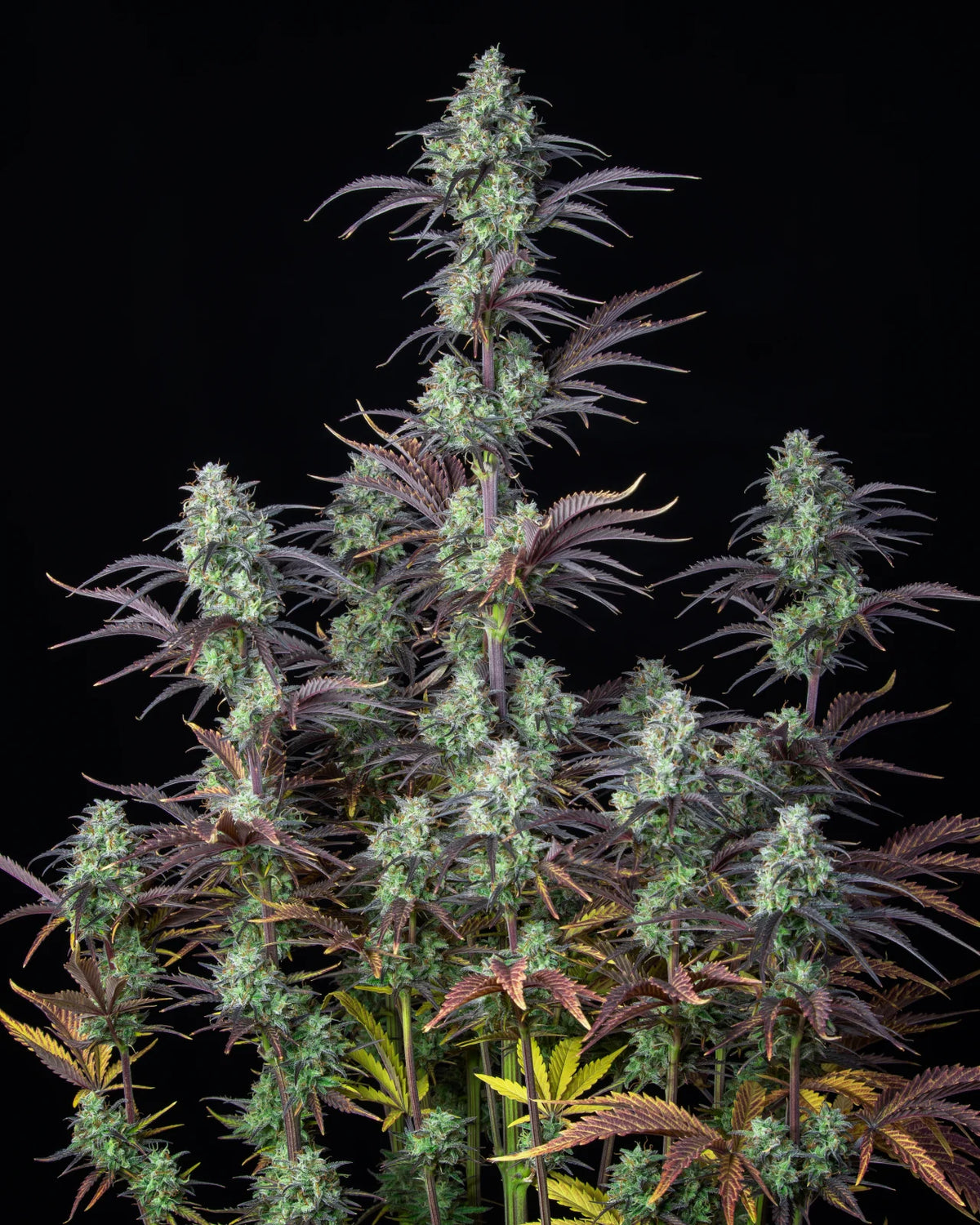 Auto | Mimosa Cake