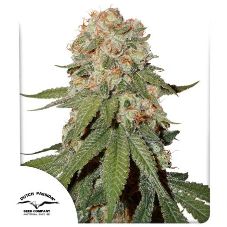 Fem | Orange Bud