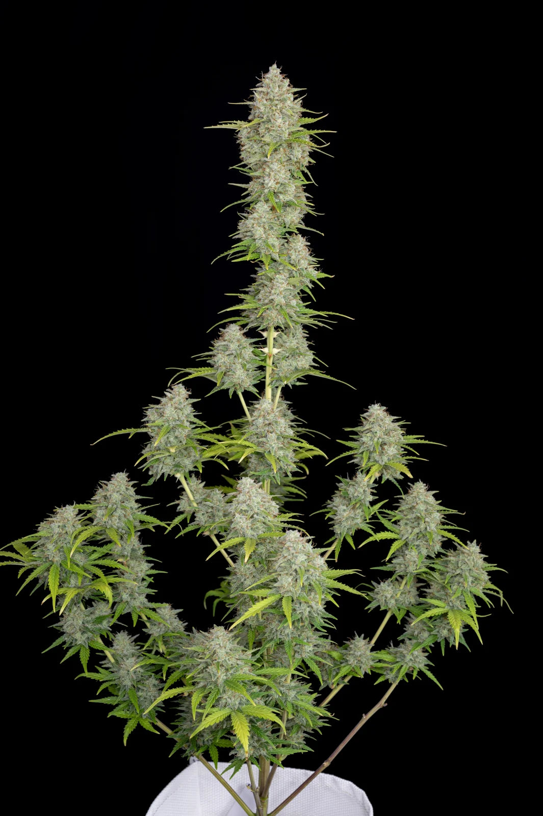 Auto | Orange Sherbet