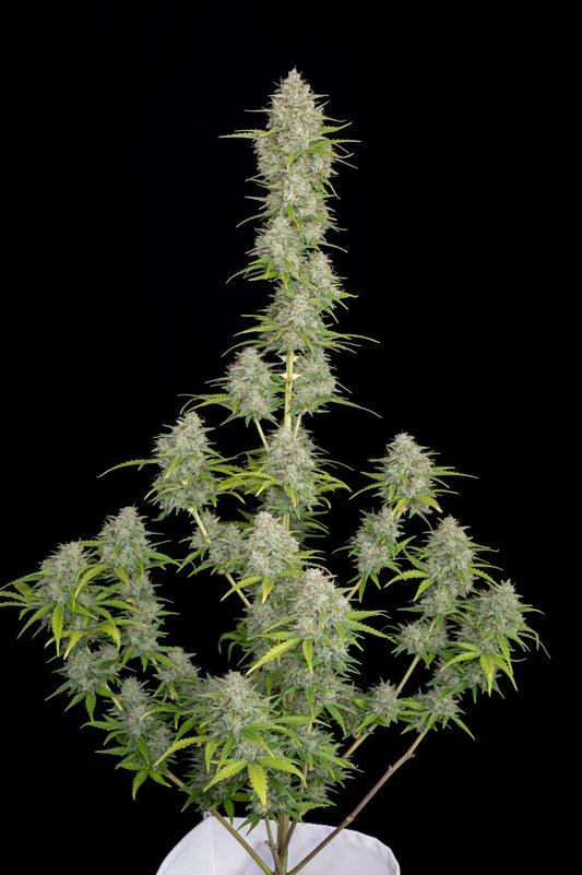 Auto | Orange Sherbet