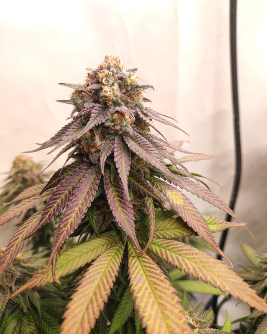 Papaya Punch