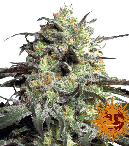 Fem | Peyote Cookies