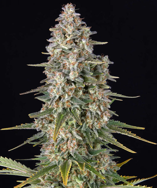 Fem | Pineapple Chunk