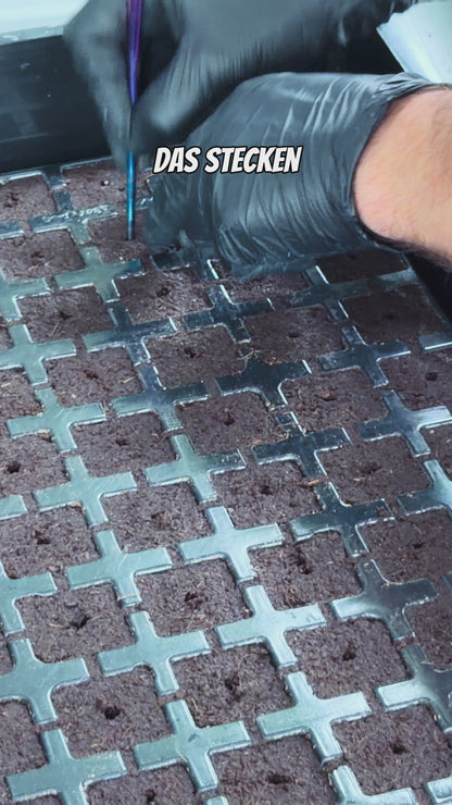 Steckling im Eazyplug