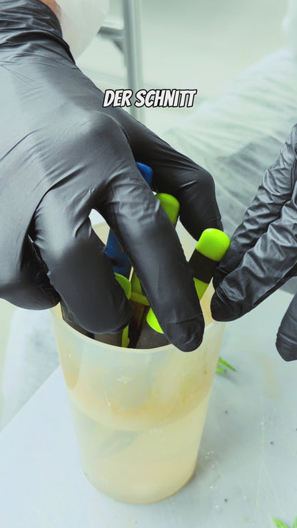 Steckling im Eazyplug