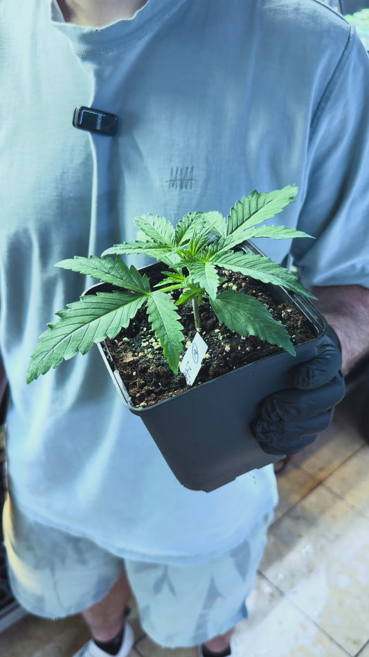Automatic seedling in 1.6L pot