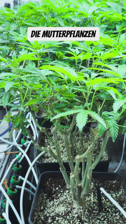 Steckling im Eazyplug