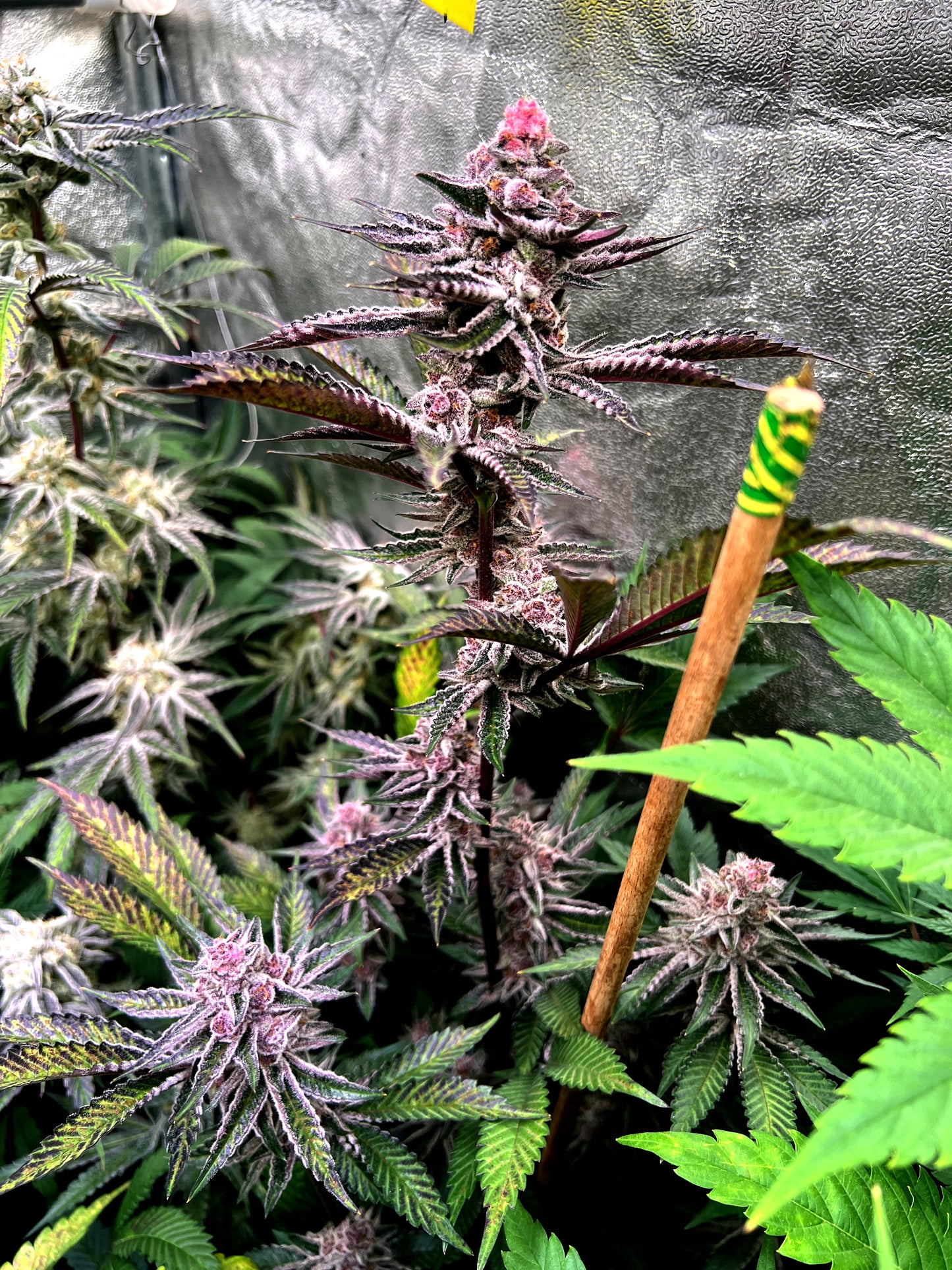 Steckling im Eazyplug