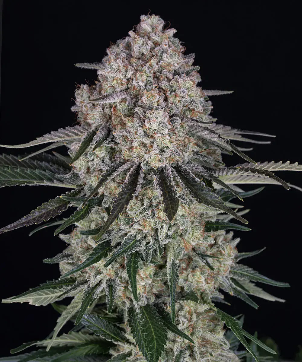Autio | Sour Diesel