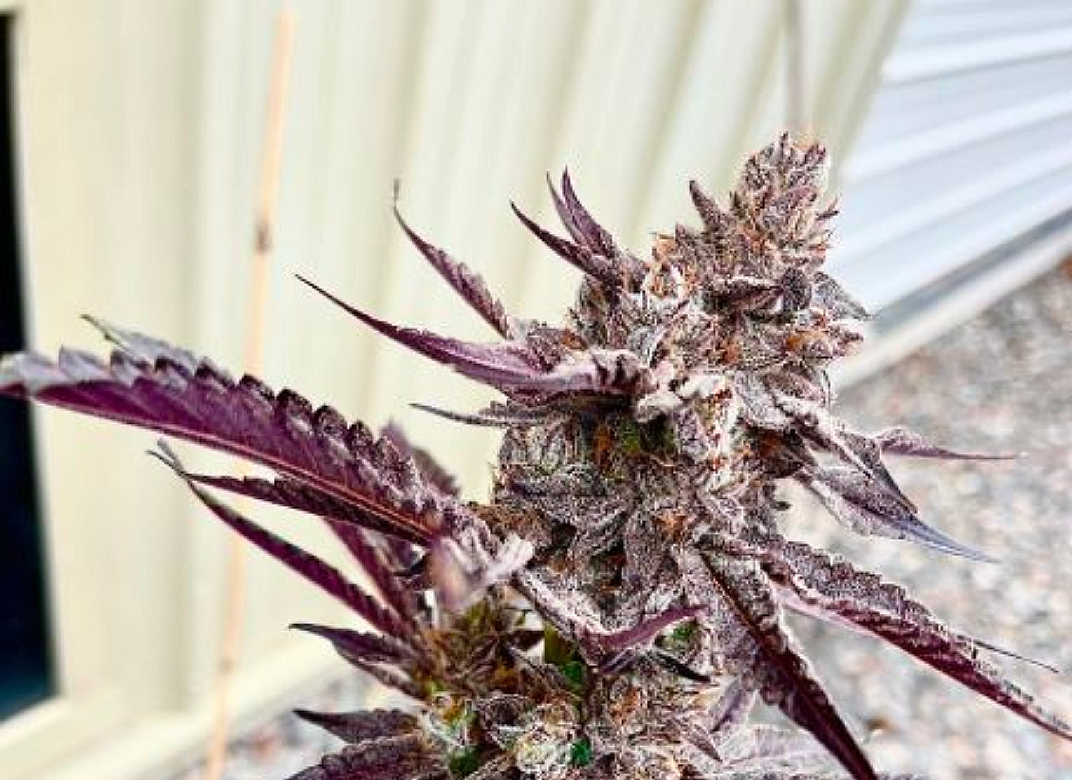 Hanfsteckling im 1,6L Topf Krumme Gurken dein Online