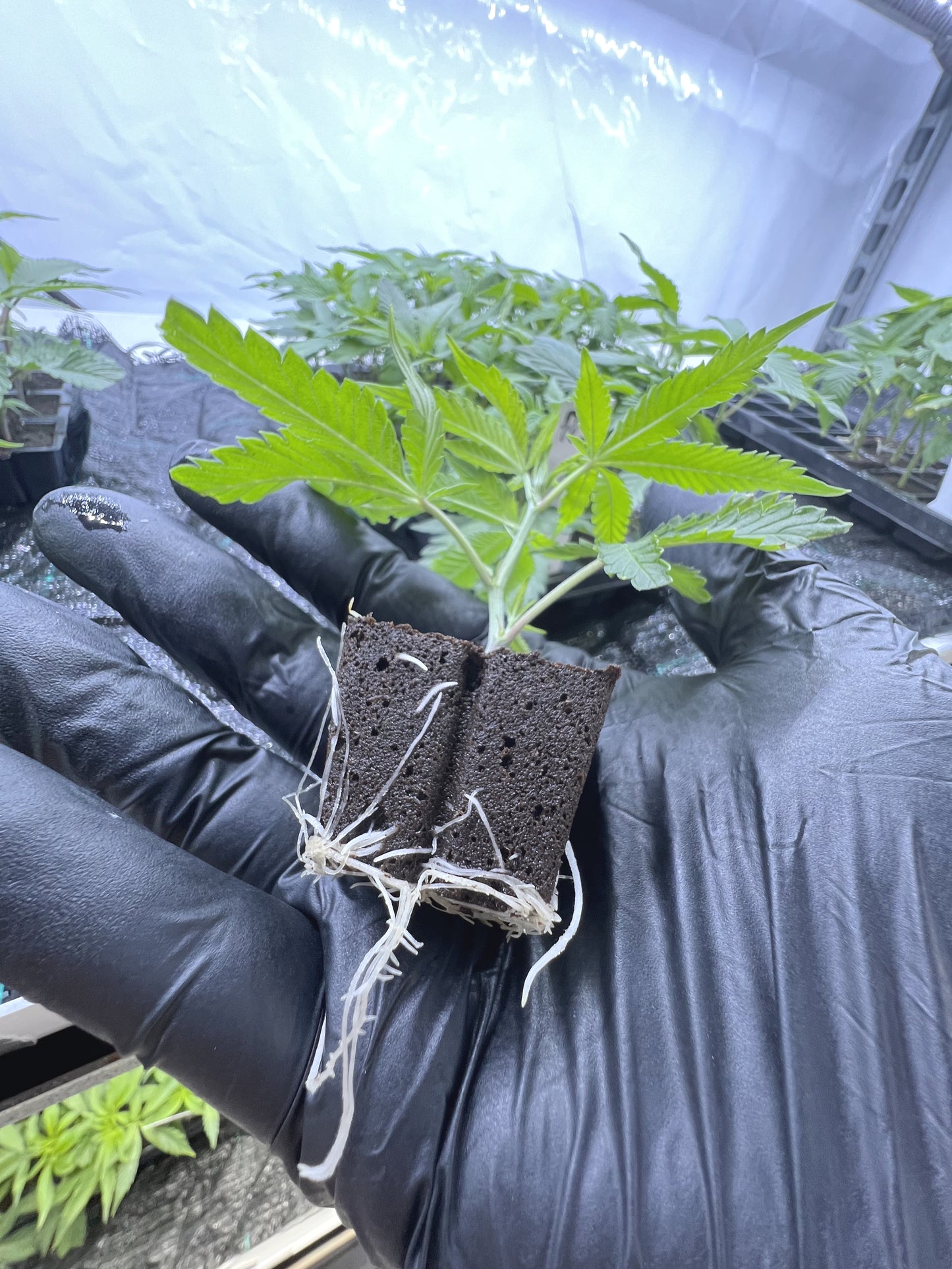 Dantes Inferno #8  (Mile High Dave Cut)