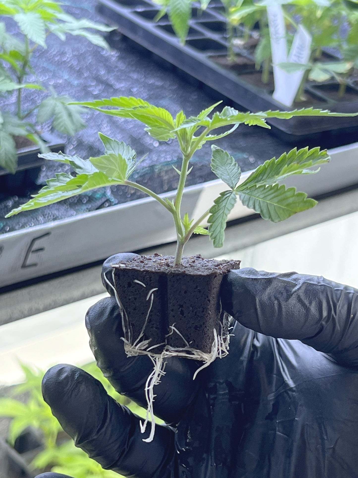 Steckling im Eazyplug