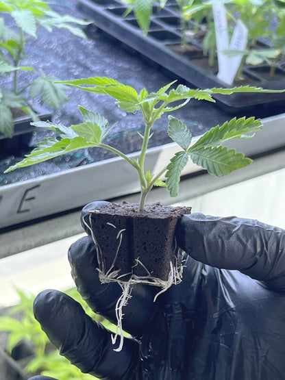 Steckling im Eazyplug