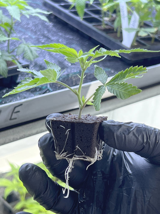 Steckling im Eazyplug