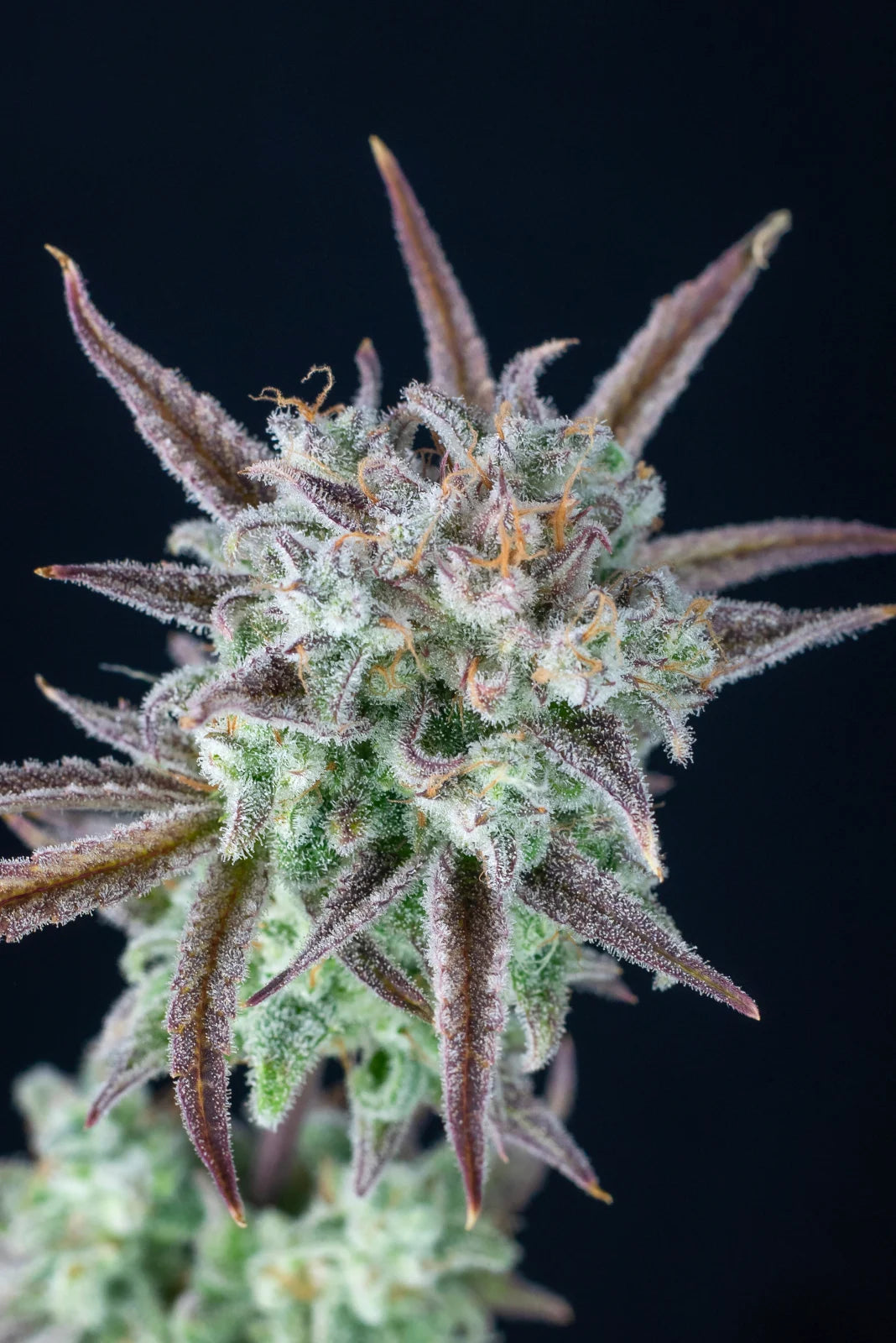 Auto | Strawberry Banana
