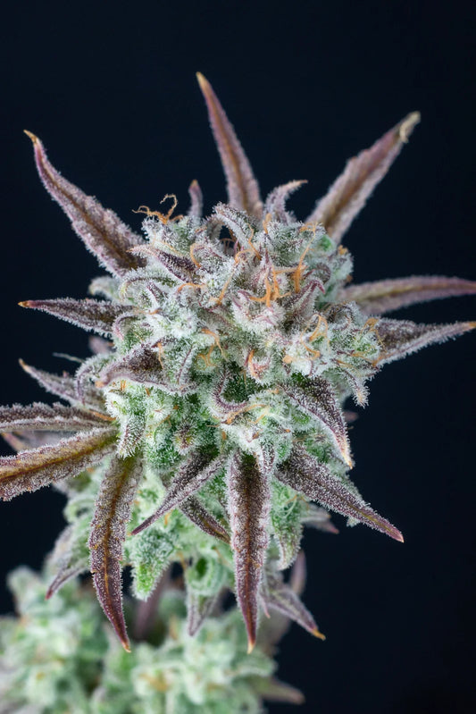 Auto | Strawberry Banana