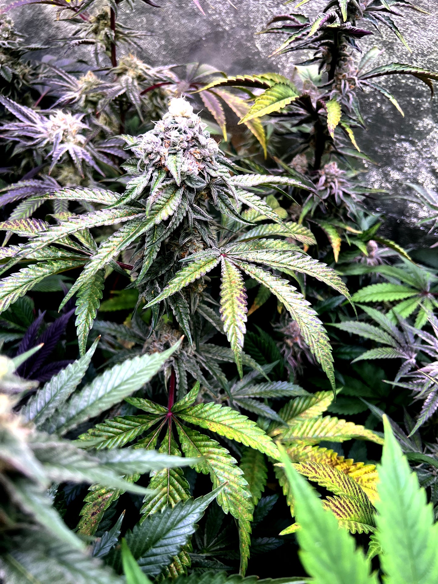 Steckling im Eazyplug