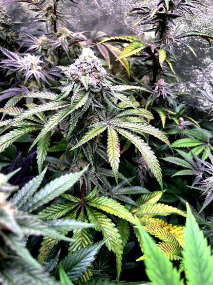 Steckling im Eazyplug