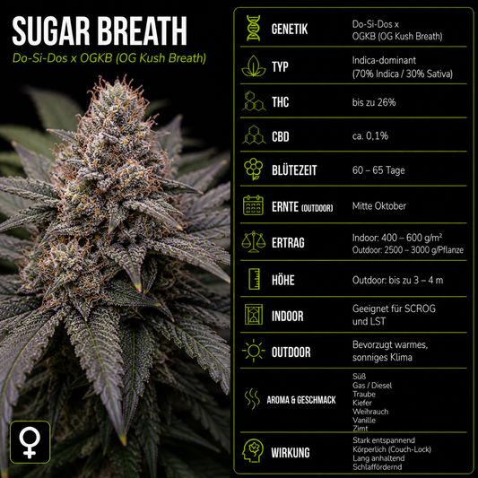 Fem | Sugar Breath