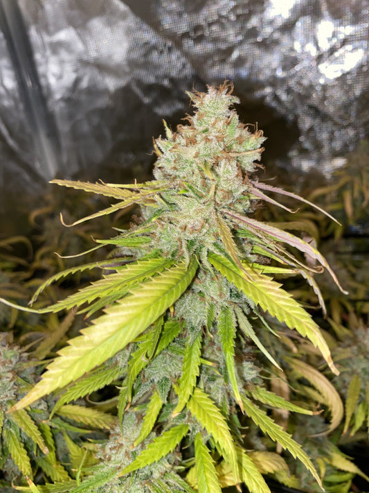 Super Lemon Haze
