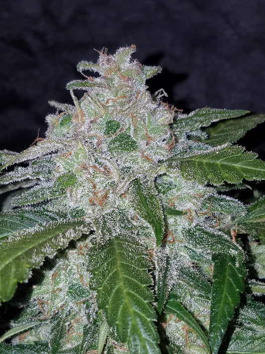 Auto | Tangie