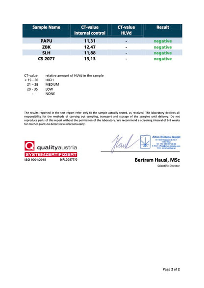 Steckling im 1,6L Topf