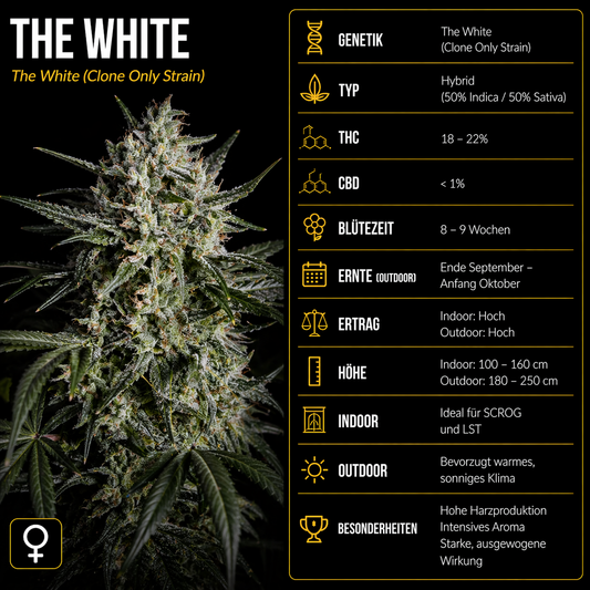 Fem | The White