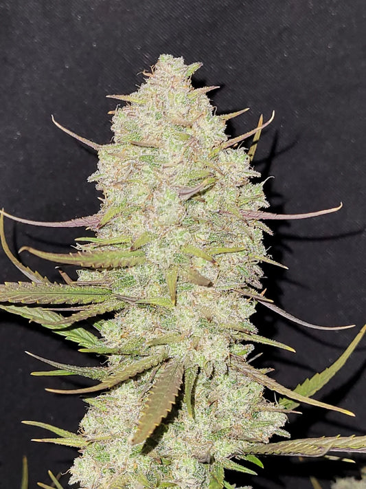 Auto | Tropicana Cookies
