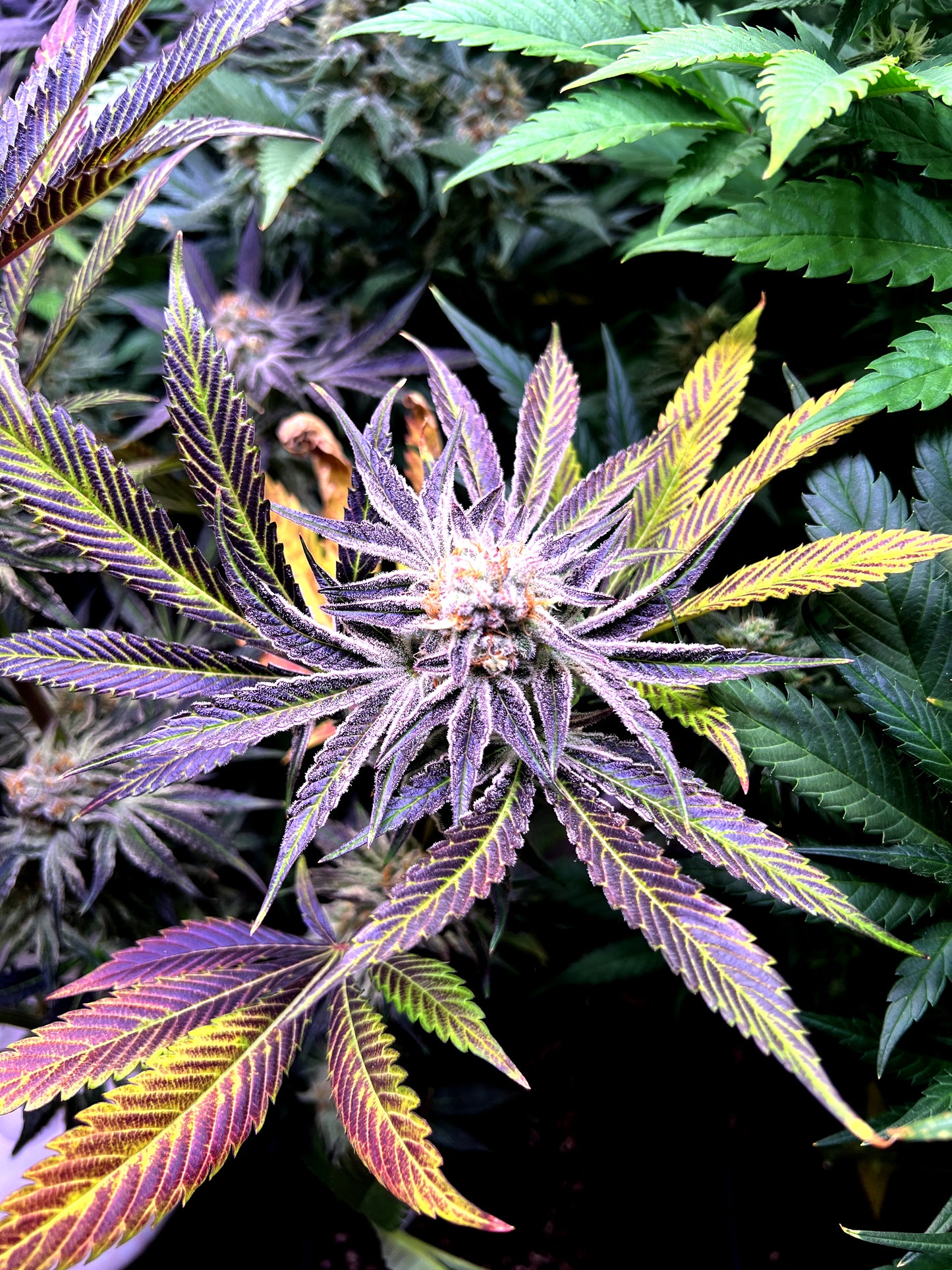 Steckling im Eazyplug