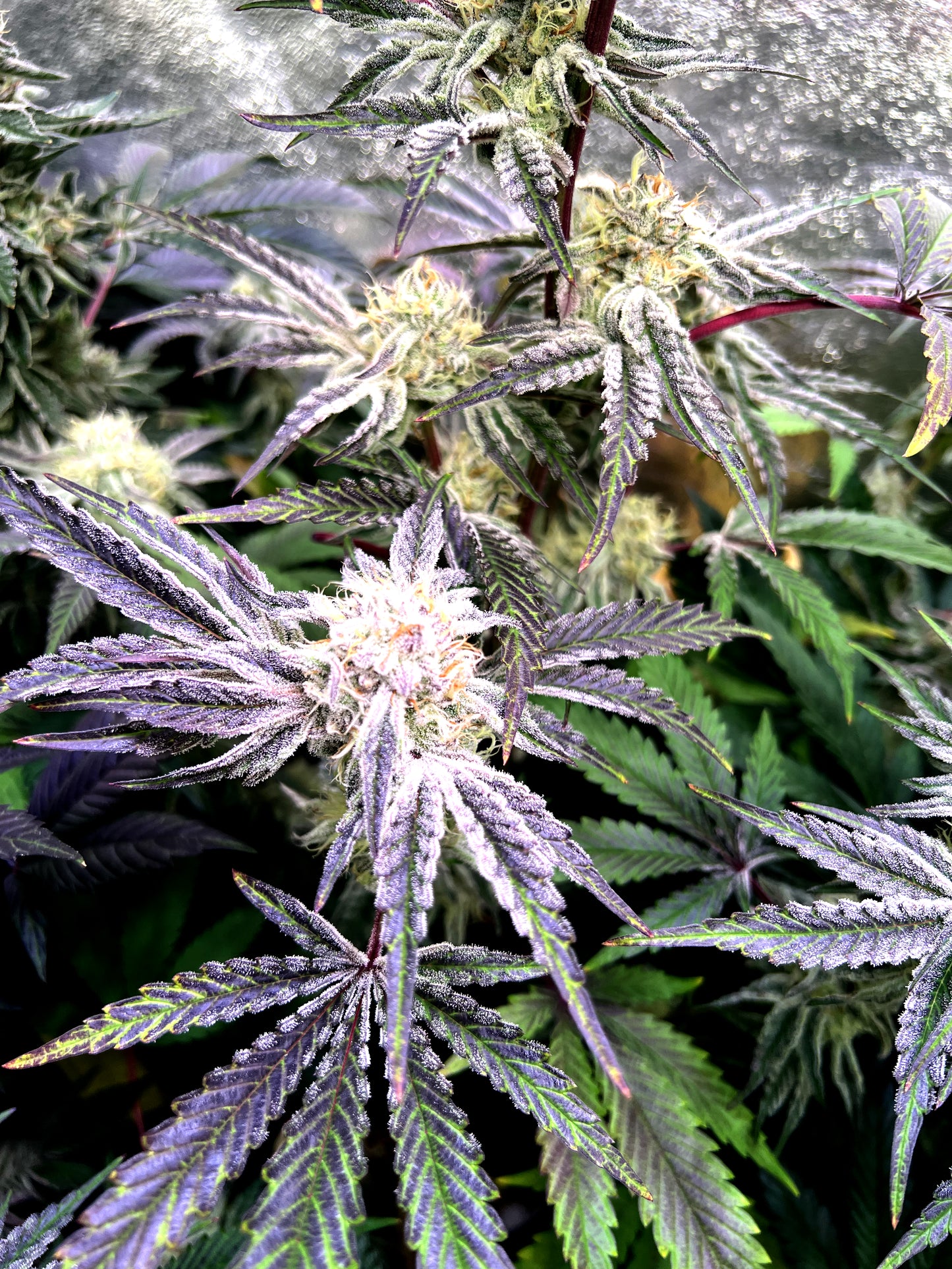 Steckling im Eazyplug