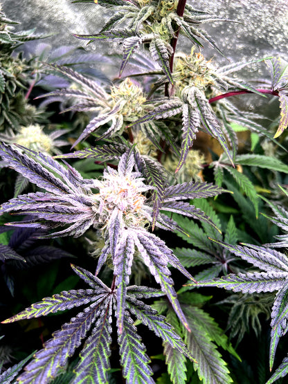 Steckling im Eazyplug