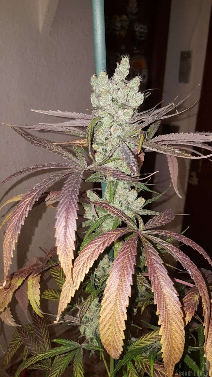 Zombie Kush