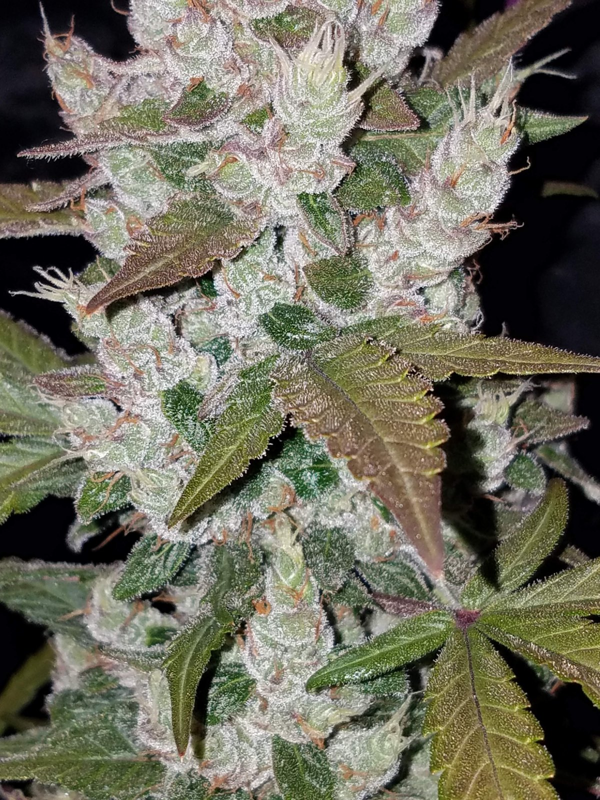 Auto | Girl Scout Cookies