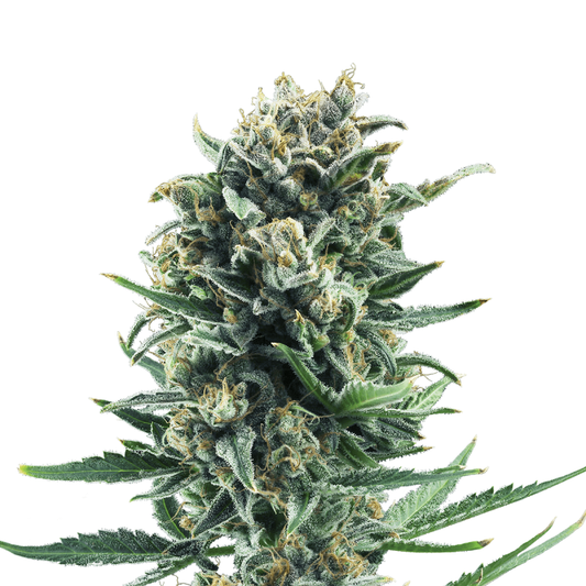 Fem | Blue Cheese