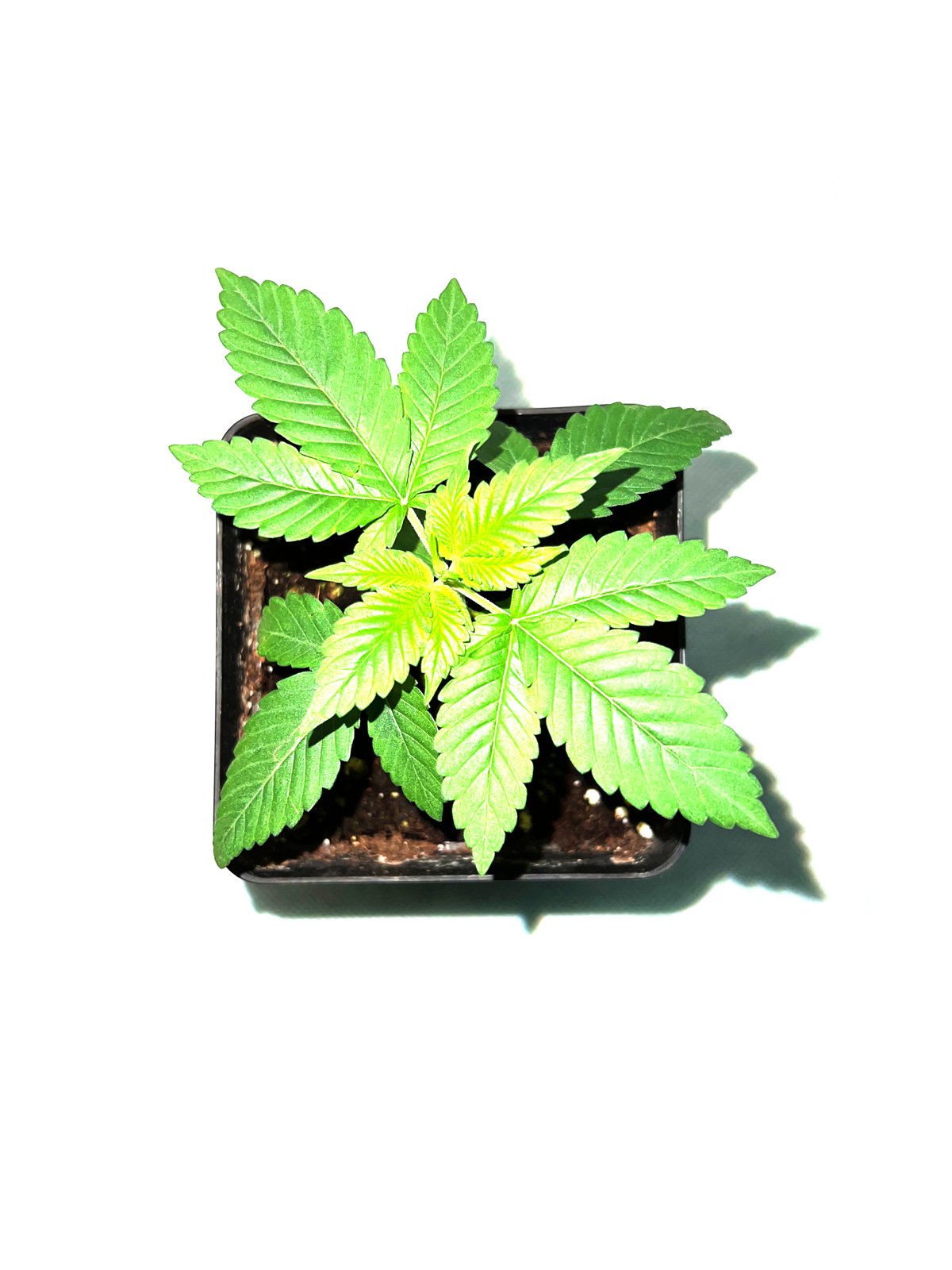 Automatic seedling in the Eazy Block
